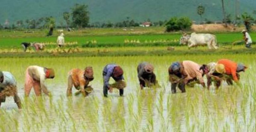 अनुकूलन मनसुनका कारण देशभर ९८ प्रतिशत रोपाइँ