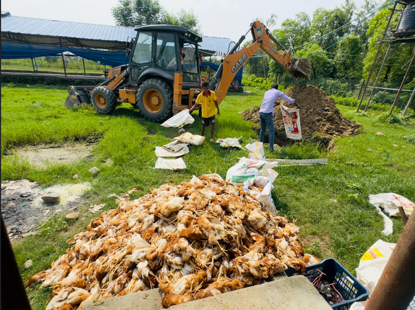 गम्बोरोले पाँच हजार बढी कुखुरा मरे