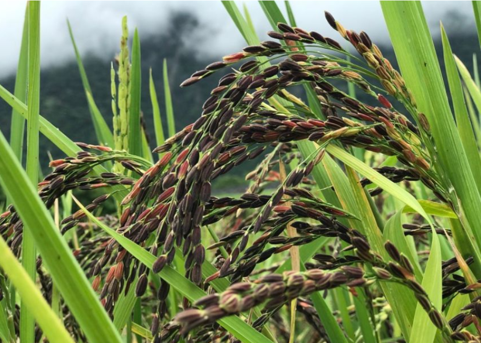 जुम्लाका किसान मार्सीधान थन्क्याउन व्यस्त