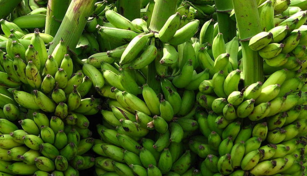 छठका लागि जलेश्वरमा भारतबाट ५० लाखका केरा आयात