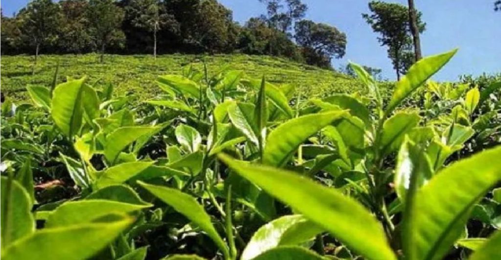 चिया निर्यात ४० प्रतिशतले बढ्यो, किन  घट्यो अलैँची निर्यात ?