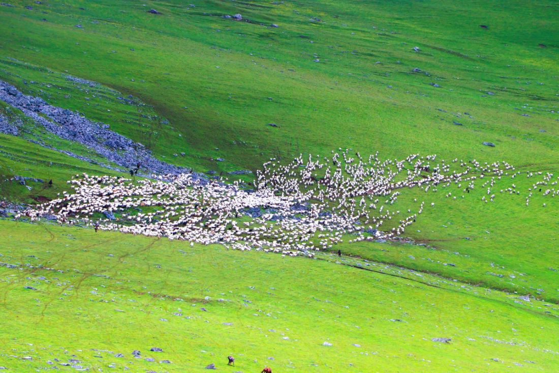 बुकीपाटनमा भेडाका बथान चर्दै