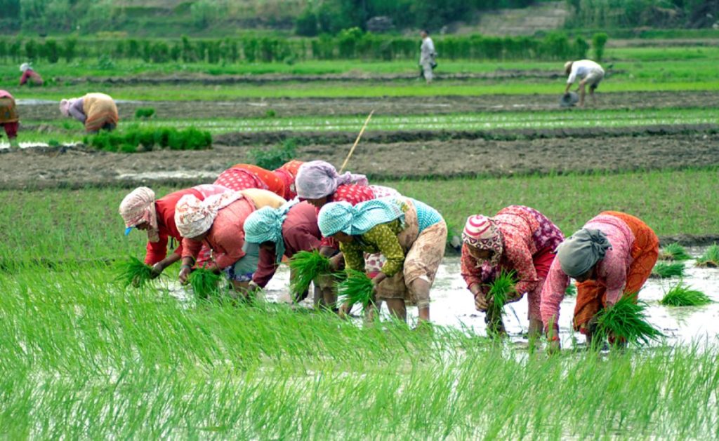 72% paddy plantation completed so far this year