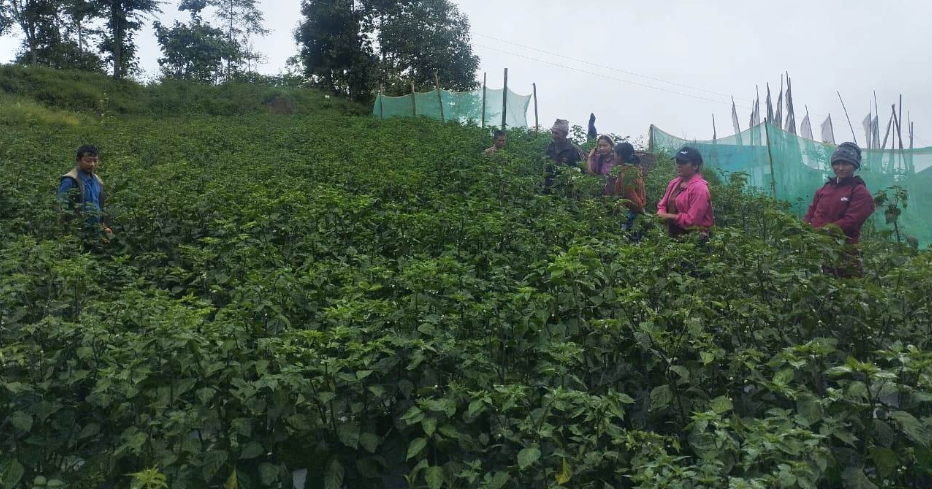 व्यावसायिक अकबरे खुर्सानीखेती गर्दै किसान