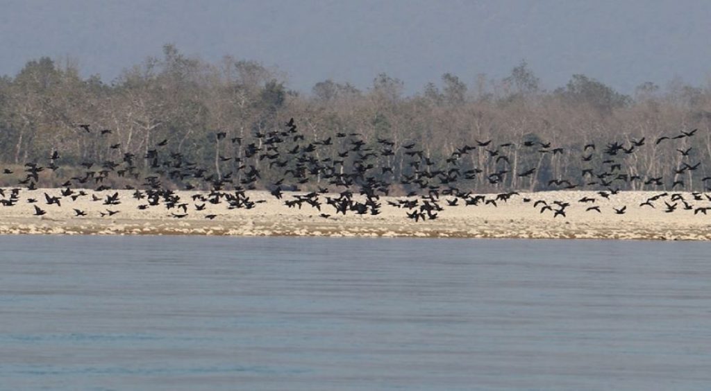 42 bird pecies recorded in Narayani river area