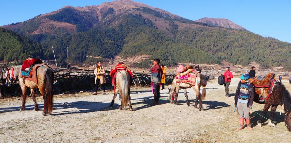 चिसोमा पनि पर्यटकको आकर्षणमा ढोरपाटन, घटेन चहलपहल