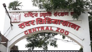 जावलाखेल चिडियाखानाका प्रमुखमाथि छानबिन थालियो, बर्ड फ्लु सङ्क्रमणको सूचना लुकाएको आरोप