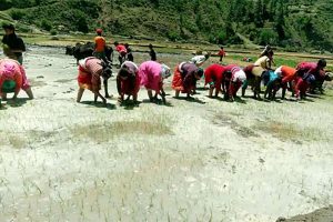 कालिमार्सी धान रोपाइँमा व्यस्त छन् जुम्लाका किसान
