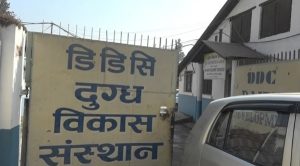 डीडीसीले किसानको भुक्तानी ७२ करोडबाट ३५ करोडमा झार्‍यो